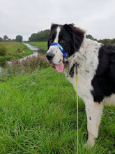 Dog Head Collar Blue (with chain)