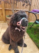 Dog Head Collar Pink (with chain)