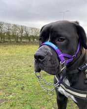 Dog Head Collar Purple (with chain)