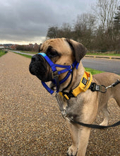Dog Head Collar Blue (with chain)