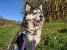 Dog Head Collar Pink (with chain)