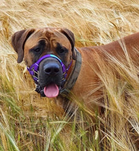 Dog Head Collar Purple (with chain)