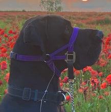 Dog Head Collar Purple (with chain)
