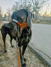 Dog Head Collar Orange (with chain)