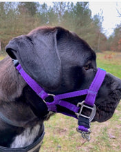 Dog Head Collar Purple (with chain)