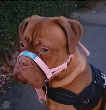 Dog Head Collar Pink (with chain)