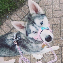 Dog Head Collar Pink (with chain)