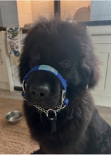Dog Head Collar Blue (with chain)