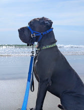 Dog Head Collar Blue (with chain)