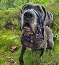 Dog Head Collar Blue (without chain)