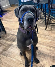 Dog Head Collar Blue (without chain)