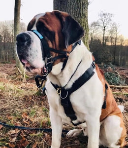Dog Head Collar Black (with chain)