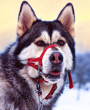 Dog Head Collar Red (with chain)