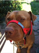 Dog Head Collar Red (with chain)