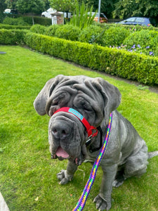 Dog Head Collar Red (with chain)