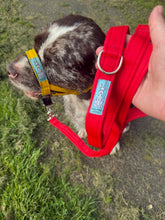 Dog Head Collar Special Edition Yellow (no chain)