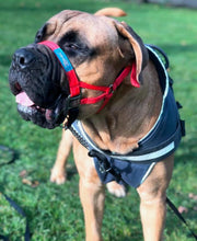 Dog Head Collar Red (with chain)