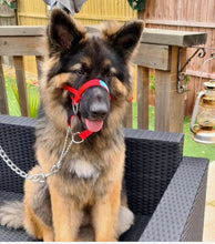 Dog Head Collar Red (with chain)