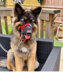 Dog Head Collar Red (with chain)