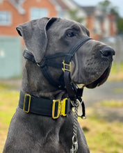Dog Head Collar Black (with chain)