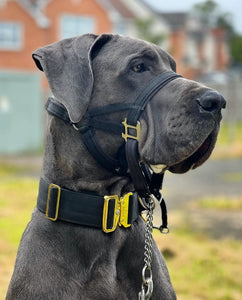 Dog Head Collar Black (with chain)