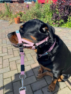 Dog Head Collar Pink (without chain)