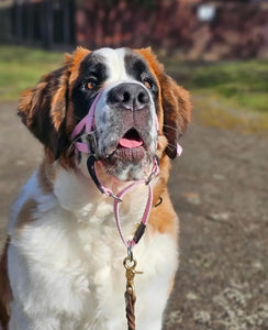 Dog Head Collar Pink (without chain)