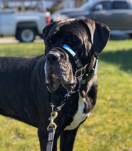 Dog Head Collar Black (without chain)