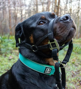 Dog Head Collar Black (without chain)