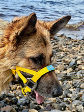 Dog Head Collar Special Edition Yellow (chain)