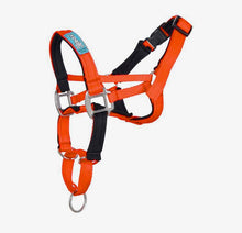 Dog Head Collar Orange (without chain)