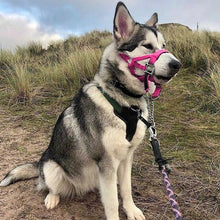 Dog Head Collar Hot Pink (with chain)